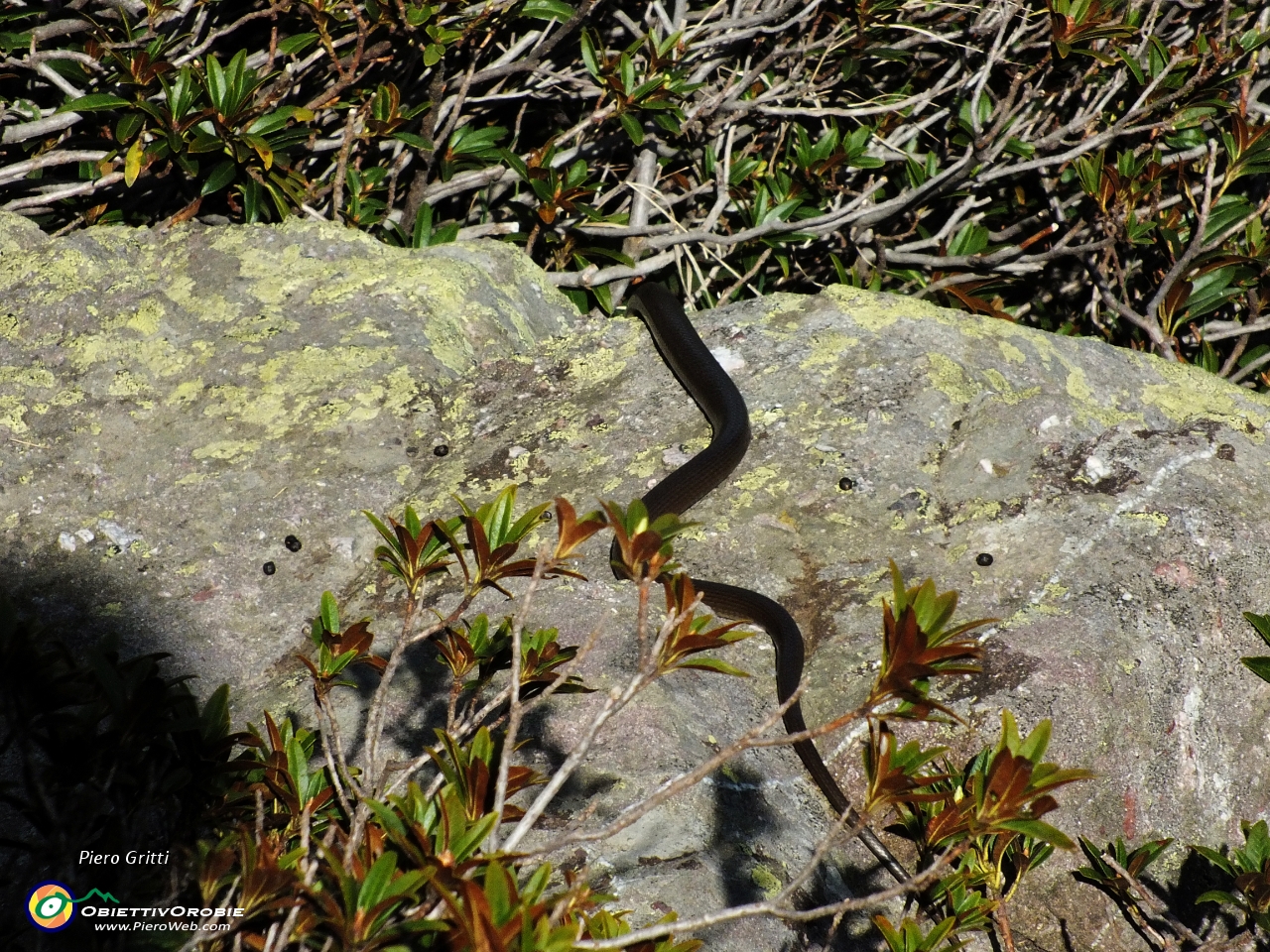 116 con passaggio...'a vipera'....JPG